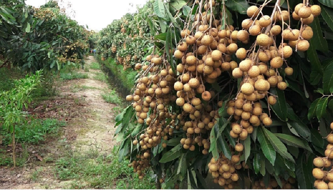 Nhãn Lồng Hưng Yên hấp dẫn khách du lịch