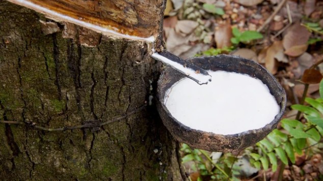 Giá cao su hôm nay 8/8/2022: Đồng loạt tăng mạnh