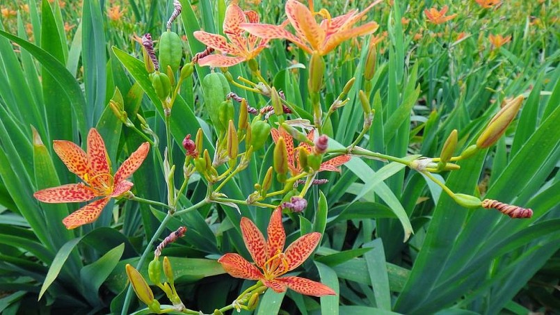 Thuốc Đông y: Công dụng của cây xạ can trong hỗ trợ điều trị một số bệnh lý Thuốc Đông y: Công dụng của cây xạ can trong hỗ trợ điều trị một số bệnh lý