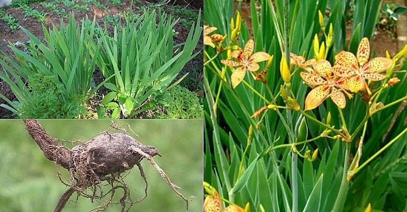 Thuốc Đông y: Công dụng của cây xạ can trong hỗ trợ điều trị một số bệnh lý Thuốc Đông y: Công dụng của cây xạ can trong hỗ trợ điều trị một số bệnh lý