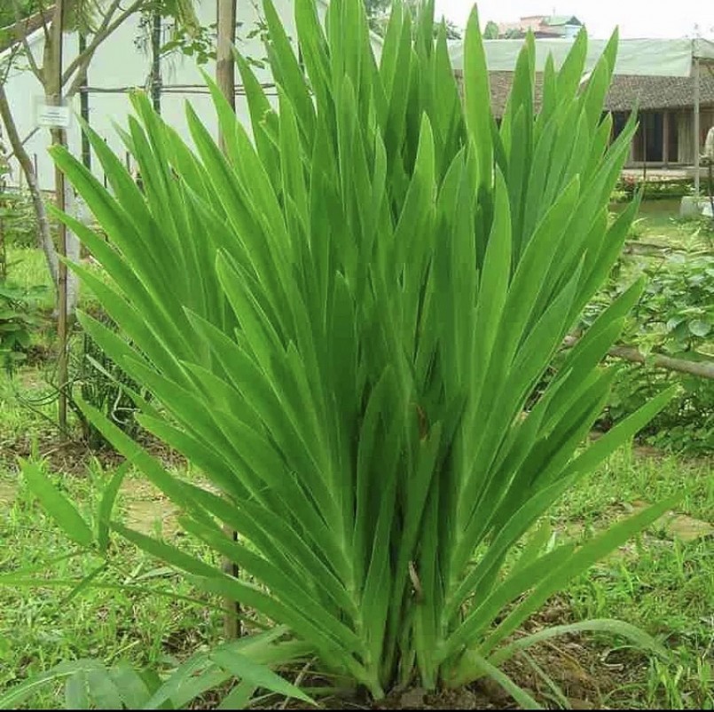 Thuốc Đông y: Công dụng của cây xạ can trong hỗ trợ điều trị một số bệnh lý Thuốc Đông y: Công dụng của cây xạ can trong hỗ trợ điều trị một số bệnh lý