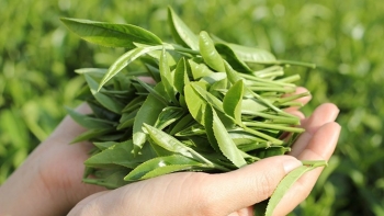 Một số công dụng tuyệt vời từ cây chè xanh