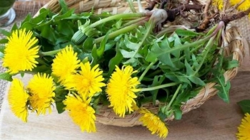 Một số bài thuốc dân gian ít người biết đến từ cây bồ công anh