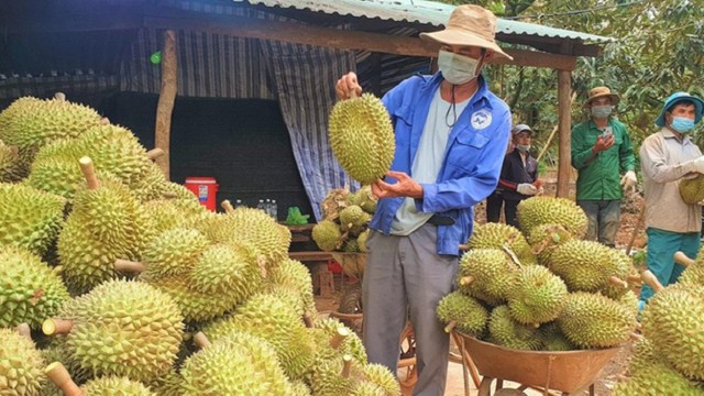 Chuẩn bị đón làn sóng xuất khẩu sầu riêng sang thị trường Trung Quốc