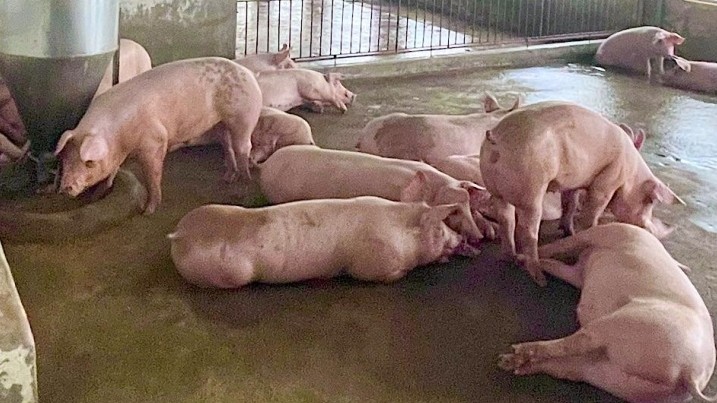 Giá lợn hơi hôm nay 11/8/2022: Tăng nhẹ tại miền Nam