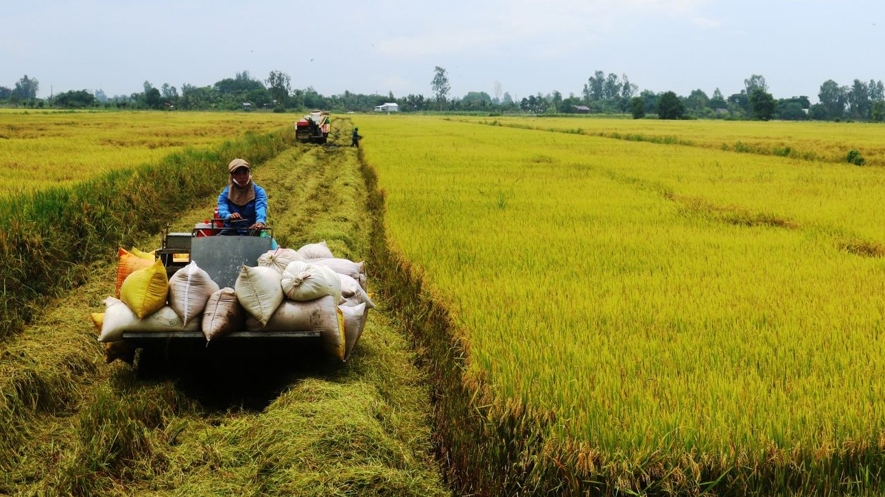 Giá lúa gạo hôm nay 11/8/2022: Đứng yên tại Đồng bằng sông Cửu Long