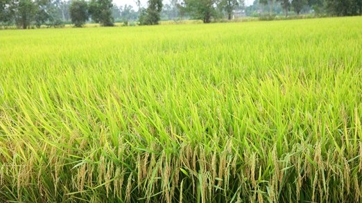 Giá lúa gạo hôm nay 12/8/2022: Giá lúa tăng 50 – 100 đồng/kg