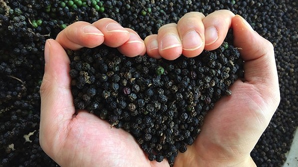 Giá hồ tiêu hôm nay 12/8/2022: Giảm 500 đồng/kg tại khu vực Đông Nam Bộ