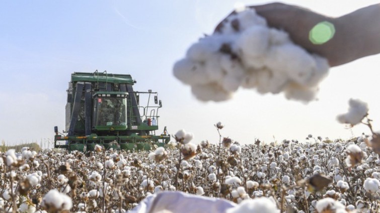 Giá bông duy trì đà suy yếu, dệt may Việt Nam được lợi