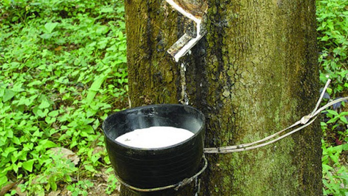 Giá cao su hôm nay 12/8/2022: Thị trường Nhật Bản giảm sâu