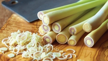 Một số bài thuốc chữa bệnh hiệu quả từ cây sả