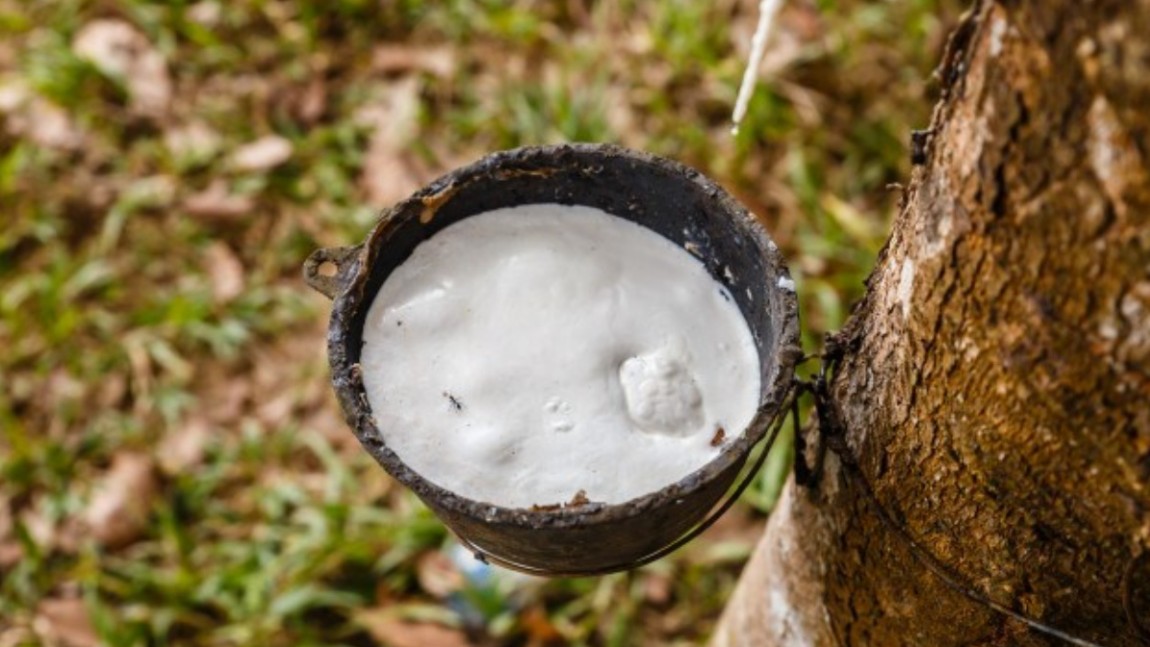 Giá cao su hôm nay 13/8/2022: Giảm mạnh tại sàn Osaka và Thượng Hải