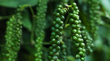 Giá hồ tiêu hôm nay 14/8/2022: Giảm 1.000 - 1.500 đồng/kg trong tuần