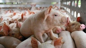 Giá lợn hơi hôm nay 14/8/2022: Tăng tại miền Bắc