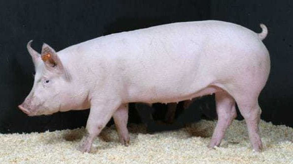 Giá lợn hơi hôm nay 15/8/2022: Giá thu mua tăng nhẹ ở miền Nam