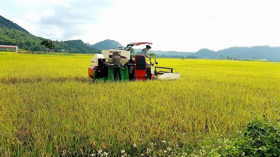 Giá lúa gạo hôm nay 15/08/2022: Giá lúa tăng nhẹ tại Tiền Giang