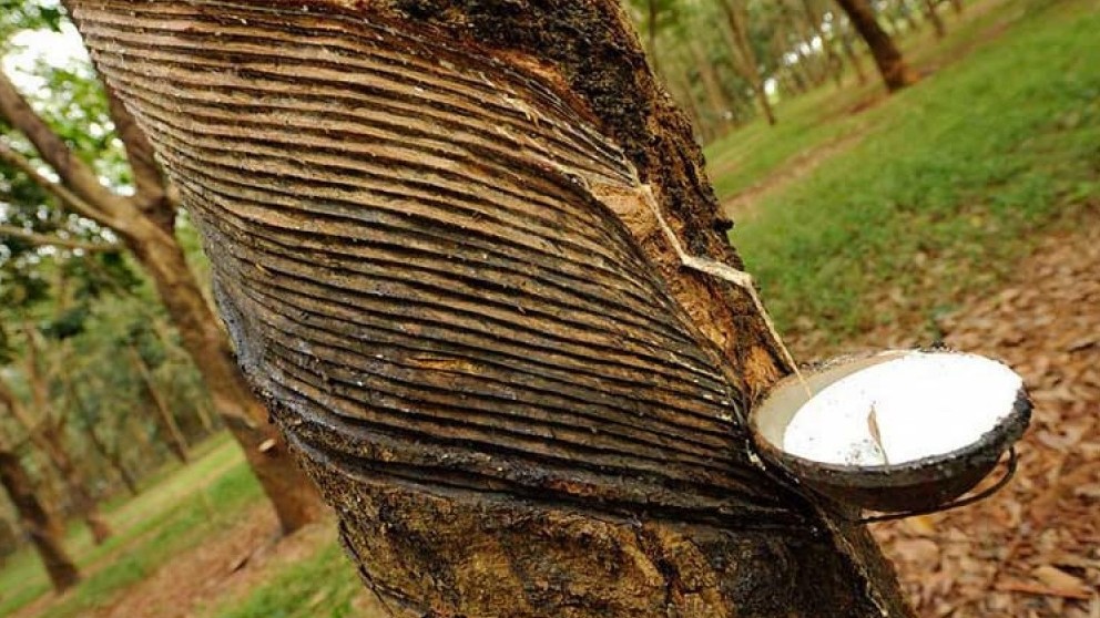 Giá cao su hôm nay 15/8/2022: Biến động trái chiều