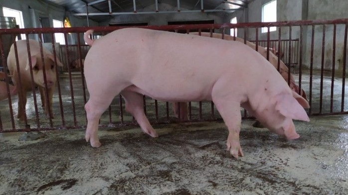 Giá lợn hơi hôm nay 16/8/2022: Quay đầu giảm tại miền Nam