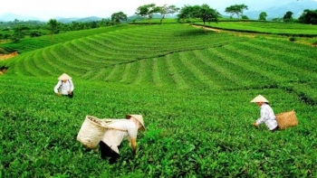 TP. Phổ Yên (Thái Nguyên): Xây dựng vùng sản xuất nông nghiệp xanh, bền vững