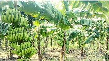 Thái Nguyên: Phát triển kinh tế từ trồng chuối tiêu hồng