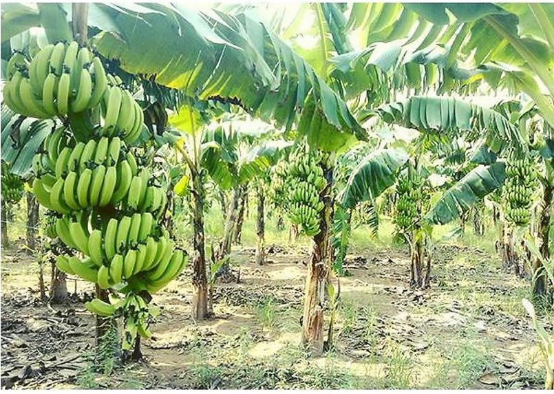 Đồng Nai: Tạm giữ phương tiện khai thác cát trái phép Đồng Nai: Tạm giữ phương tiện khai thác cát trái phép