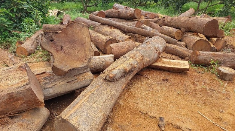 Gia Lai: Phát hiện 100 lóng gỗ nghi nhập lậu tại một nhà xưởng ở biên giới