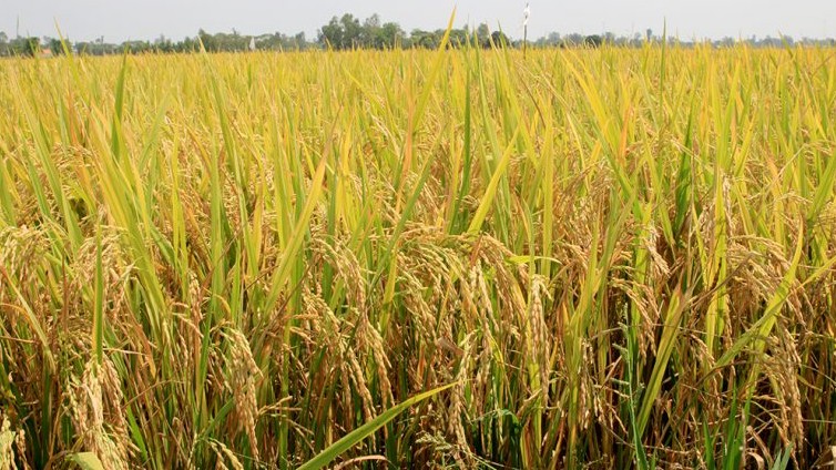 Giá lúa gạo hôm nay 17/8/2022: Giá lúa nếp tăng nhẹ tại An Giang