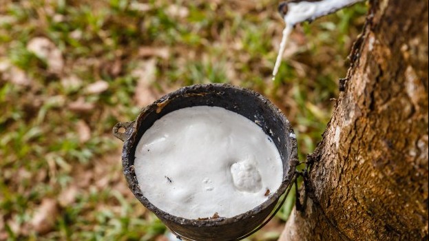 Giá cao su hôm nay 17/8/2022: Tiếp tục giảm mạnh toàn thị trường