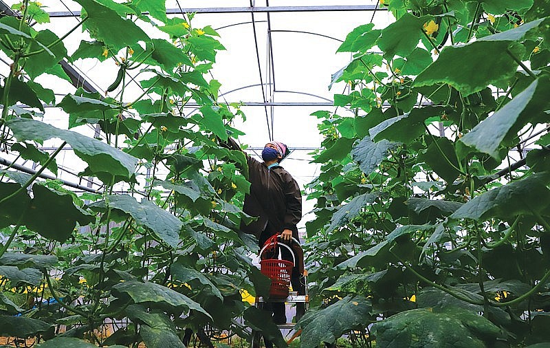 Sản phẩm rau an toàn của Hợp tác xã Nông nghiệp Hương Ngải (huyện Thạch Thất) được công nhận OCOP.