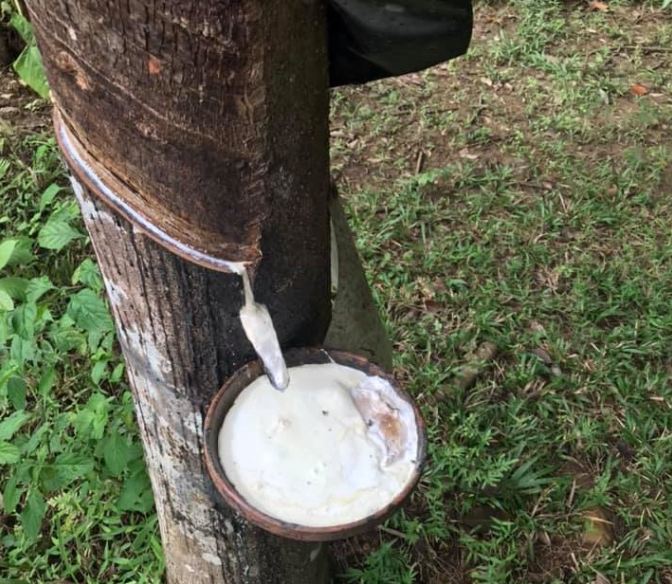 Giá cao su hôm nay 18/8/2022: Không có biến động mới