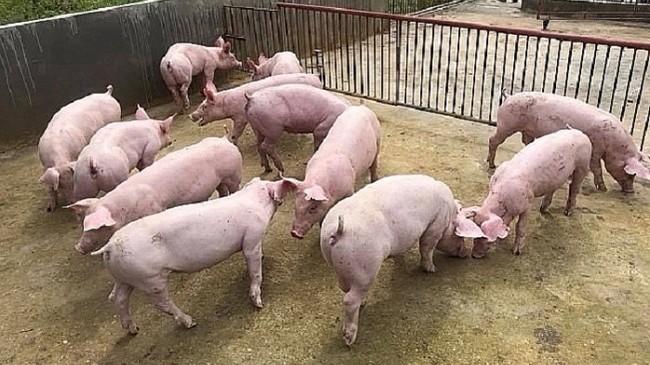 Giá lợn hơi hôm nay 19/8/2022: Điều chỉnh trái chiều tại ba miền