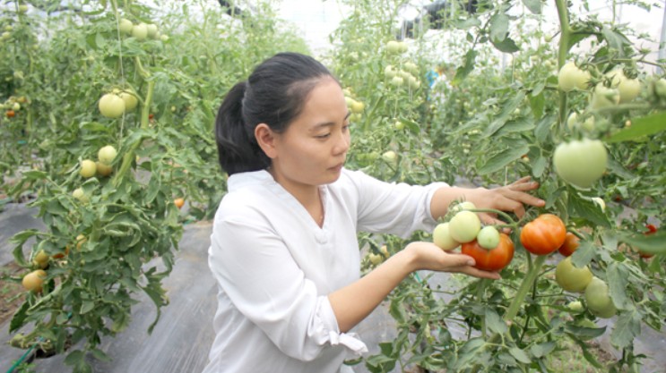 Hỗ trợ phụ nữ khởi nghiệp, thanh niên làm kinh tế