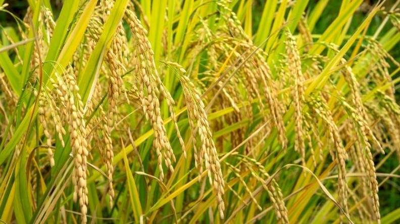 Giá lúa gạo hôm nay 19/8/2022: Giá gạo nếp có xu hướng tăng