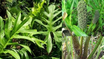 Bài thuốc quý từ cây ráy gai