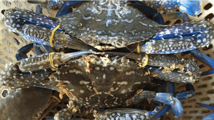 Xuất khẩu cua ghẹ sang Top 4 thị trường chính đều tăng