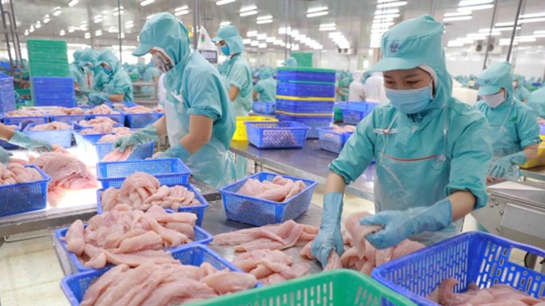 Xuất khẩu cá tra sang Trung Quốc và Mỹ giảm sâu