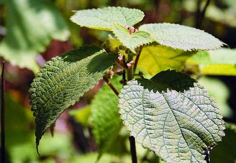 Giúp cầm máu do vết thương hở