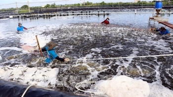 Phấn đấu đến 2025, giá trị xuất khẩu thủy sản đạt 7,8 tỷ USD/năm