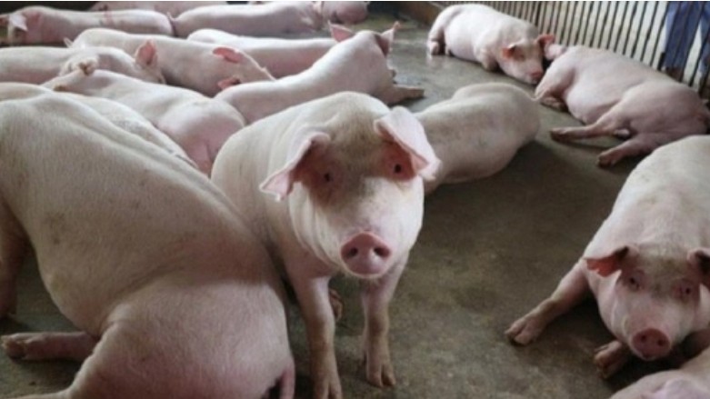 Giá lợn hơi hôm nay 21/8/2022: Tuần biến động trái chiều
