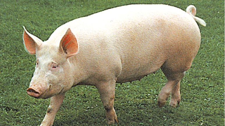 Giá lợn hơi hôm nay 22/8/2022: Tăng nhẹ tại khu vực miền Nam