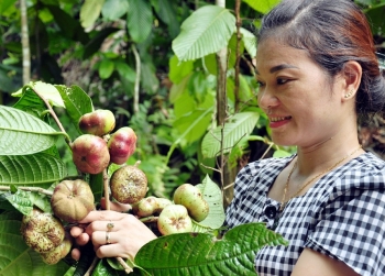 Hà Giang: Phát hiện nhiều cây chè hoa vàng tự nhiên trăm năm tuổi