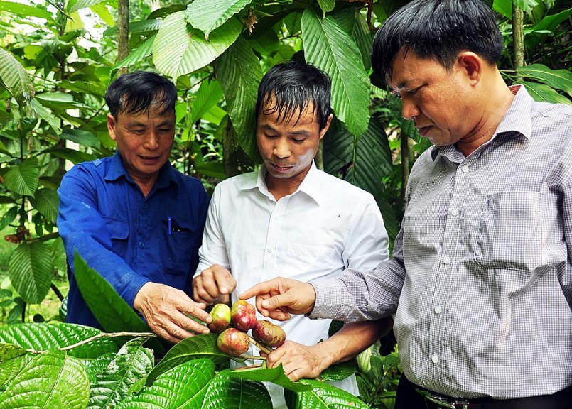 Phát hiện nhiều cây chè hoa vàng mọc tự nhiên quý hiếm (Ảnh: Nguyễn Hùng Phát hiện nhiều cây chè hoa vàng mọc tự nhiên quý hiếm (Ảnh: Nguyễn Hùng