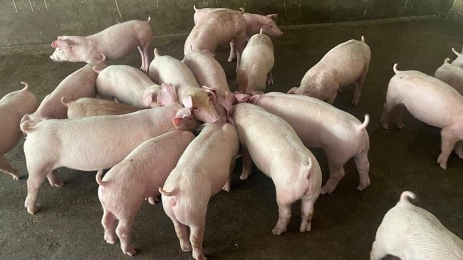 Giá lợn hơi hôm nay 23/8/2022: Tăng mạnh tại khu vực miền Trung