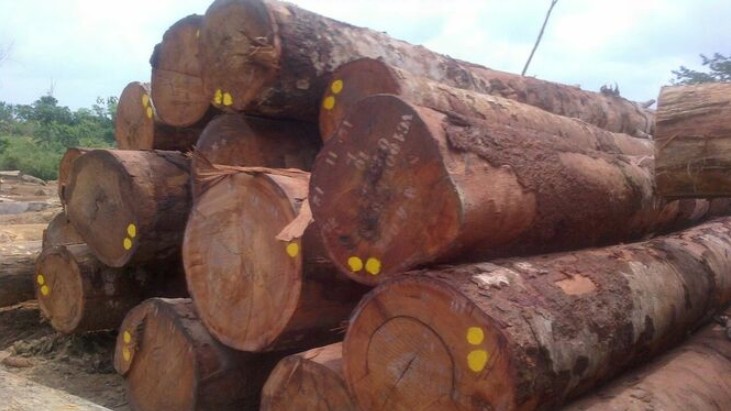 Đề xuất thủ tục xác nhận nguồn gốc lâm sản