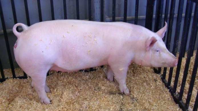 Giá lợn hơi hôm nay 24/8/2022: Biến động trái chiều tại hai miền Bắc - Nam