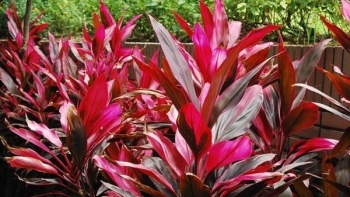 Một số công dụng chữa bệnh của cây huyết dụ