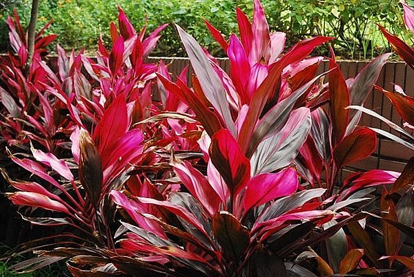 Một số công dụng chữa bệnh ít ai biết đến từ cây huyết dụ