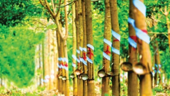 Giá cao su hôm nay 24/8/2022: Giảm mạnh tại các sàn châu Á