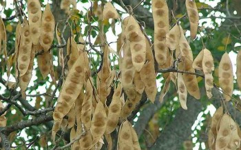 Một số bài thuốc dân gian điều trị bệnh từ quả bồ kết