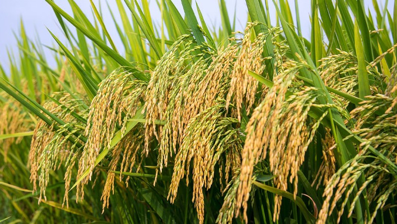 Giá lúa gạo hôm nay 25/8/2022: Giá lúa IR 504 quay đầu giảm